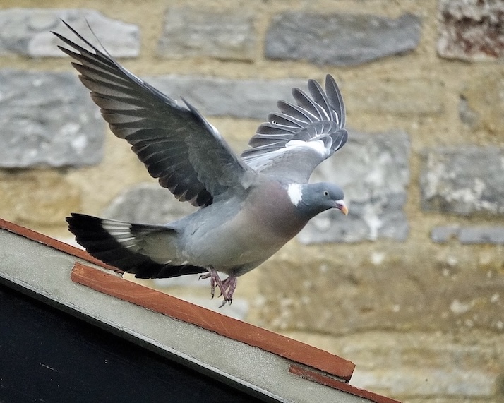 woodpigeon